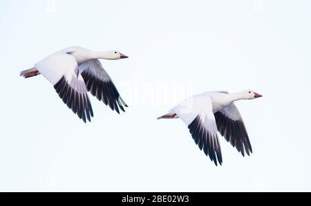 Zwei Schneegänse (Anser caerulescens) fliegen gegen klaren Himmel, Soccoro, New Mexico, USA Stockfoto