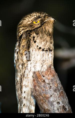 Porträt des großen Potoo (Nyctibius grandis), der auf einem Stück Holz rast, Pantanal, Brasilien Stockfoto