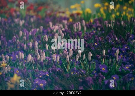 Traubenhyazinthe (Muscari), Krokus und primula im Frühlingsgarten Blumenbeet. Stockfoto