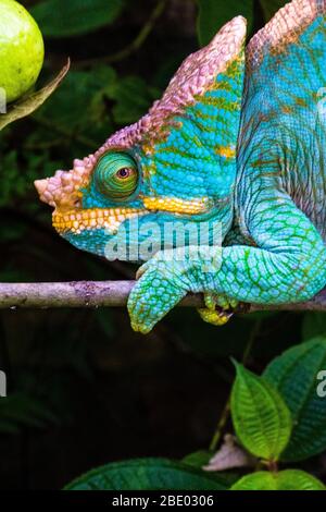 Porträt von Parsons Chamäleon (Calumma parsonii) auf Ast ruhend, Madagaskar Stockfoto