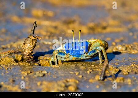 Porträt von Geisterkrabben (Uca inversa) im Schlamm stehend, Morondava, Madagaskar Stockfoto