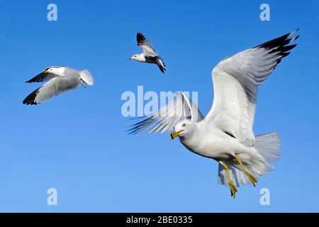 Gruppe von Möwen, die mit ihren Flügeln in verschiedenen Positionen gegen einen klaren blauen Himmel fliegen. Stockfoto