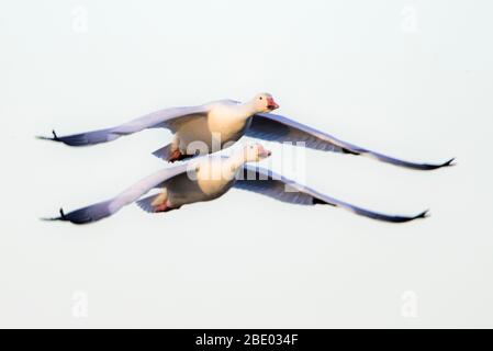 Zwei Schneegänse (Anser caerulescens) fliegen gegen klaren Himmel, Soccoro, New Mexico, USA Stockfoto