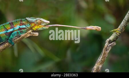 Panther Chamäleon (Furcifer pardalis), das Insekt fängt, Madagaskar Stockfoto