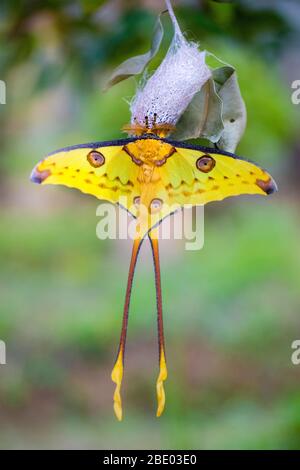 Nahaufnahme des Kometenmotten (Argema mittreii), der auf der Blüte steht, Madagaskar Stockfoto