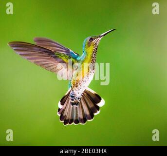 Nahaufnahme eines feurigen Kolibris im Flug, Sarapiqui, Costa Rica Stockfoto