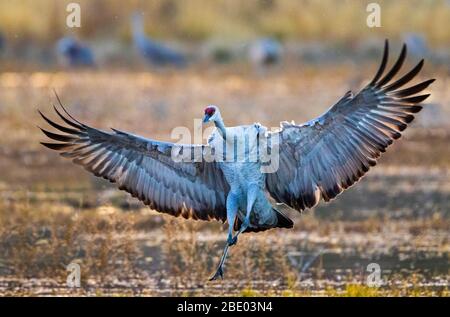 Ansicht von Sandhill Kran mit breiten Flügeln, Soccoro, New Mexico, USA Stockfoto