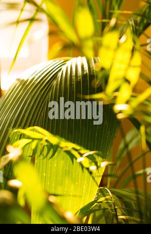 Tropische Palme auf gelbem Hintergrund - weicher Fokus Stockfoto