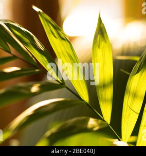 Tropische Palme auf gelbem Hintergrund - weicher Fokus Stockfoto