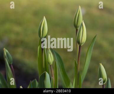 Junge Tulpenknospen vor grünem Hintergrund im Frühling Stockfoto