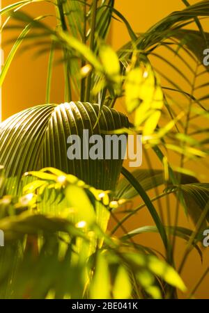 Tropische Palme auf gelbem Hintergrund - weicher Fokus Stockfoto