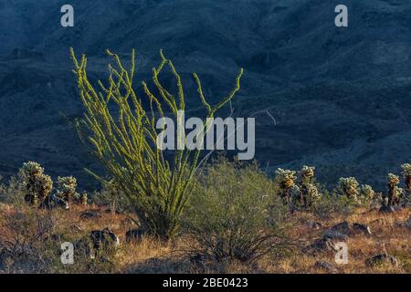 Ocotillo, Fourquieria splendens, mit üppigen Blättern in den Black Mountains entlang der historischen Route 66 in der Nähe von Oatman, Arizona, USA Stockfoto