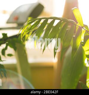 Tropische Palme auf gelbem Hintergrund - weicher Fokus Stockfoto
