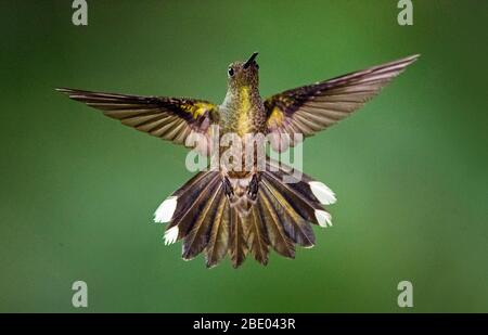 Nahaufnahme von feurig-kehligen Kolibri im Flug, Sarapiqui, Costa Rica Stockfoto