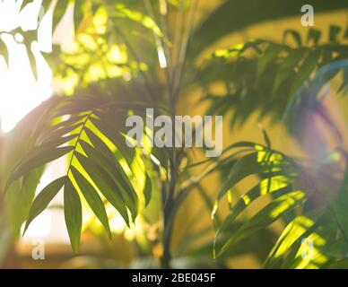 Tropische Palme auf gelbem Hintergrund - weicher Fokus Stockfoto