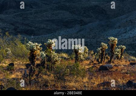 Teddybär Cholla, Cylindroputia begelovii, (wahrscheinlich) am Fuße der Black Mountains entlang der historischen Route 66 in der Nähe von Oatman, Arizona, USA Stockfoto