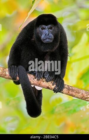 Aalaumler (Alouatta palliata) auf einem Ast sitzend, Sarapiqui, Costa Rica Stockfoto