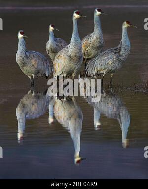 Sandhill Kran (Antigone canadensis) in der Dämmerung, Soccoro, New Mexico, USA Stockfoto