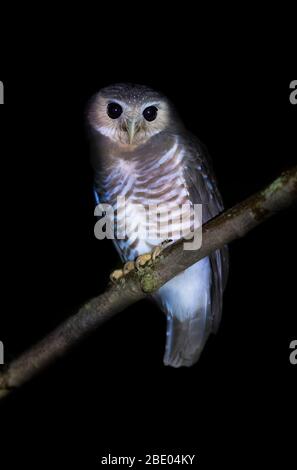 Weißbrauenkauz oder Madagaskar-Falkeneule (Athene superciliaris), Madagaskar Stockfoto