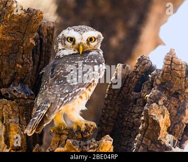 Gefleckte Ewlet (Athene brama) beim Betragen der Kamera, Indien Stockfoto