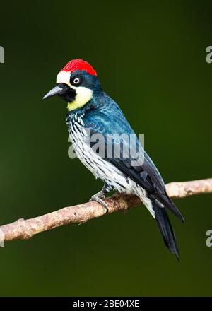 Nahaufnahme des Eichelspechtes (Melanerpes formicivorus), der an Ast, Talamanca-Gebirge, Costa Rica, steht Stockfoto