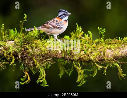 Nahaufnahme des Rufous-Halsbandsperrows (Zonotrichia capensis), Talamanca-Gebirge, Costa Rica Stockfoto