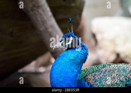 Männlicher Pfau Profil Nahaufnahme im Zoo Stockfoto