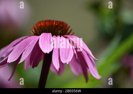 Rosa Schwarz Eyed Susan Blume Makro Foto Stockfoto