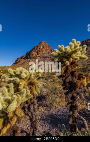 Teddybär Cholla, Cylindroputia begelovii, (wahrscheinlich) am Fuße der Black Mountains entlang der historischen Route 66 in der Nähe von Oatman, Arizona, USA Stockfoto