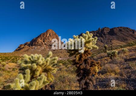 Teddybär Cholla, Cylindroputia begelovii, (wahrscheinlich) am Fuße der Black Mountains entlang der historischen Route 66 in der Nähe von Oatman, Arizona, USA Stockfoto