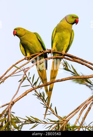 Zwei Rosenringelsittiche (Psittacula krameni), die auf Ast stehen, Indien Stockfoto