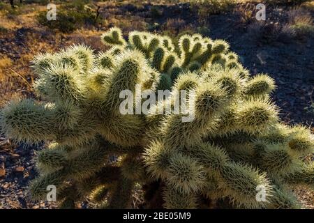 Teddybär Cholla, Cylindroputia begelovii, (wahrscheinlich) am Fuße der Black Mountains entlang der historischen Route 66 in der Nähe von Oatman, Arizona, USA Stockfoto