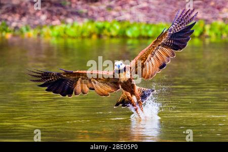 Schwarzhalsfalke (Busarellus nigricollis) Angeln, Pantanal, Brasilien Stockfoto