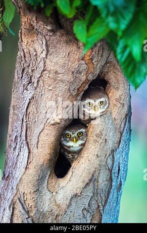 Gefleckte Eulen (Athene brama) im Baumloch, Indien Stockfoto