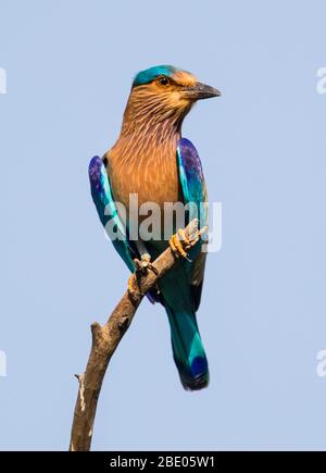 Indische Walze (Coracias benghalensis), die auf Ast, Indien Stockfoto