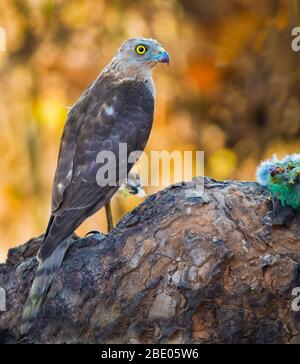Shikra (Accipiter badius), die auf dem Zweig, Indien Stockfoto