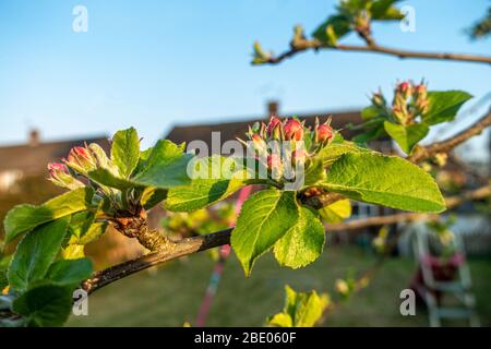 Nahaufnahme von Blütenknospen auf einem Apfelbaum in einem Garten hinter dem Haus. Stockfoto