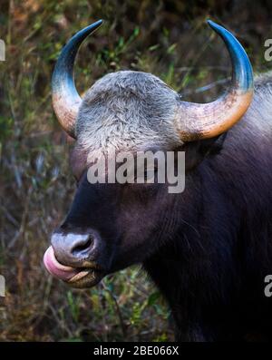 Kopfschuss von Gaur (Bos gaurus) oder Indischer Bison, Indien Stockfoto