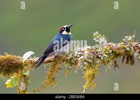 Eichelspecht (Melanerpes formicivorus), der auf Ast steht, Talamanca-Gebirge, Costa Rica Stockfoto