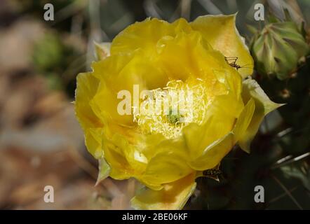 Nahaufnahme einer schönen gelben Kaktusblumenblüte und der Insekten, die sie anzieht. Stockfoto