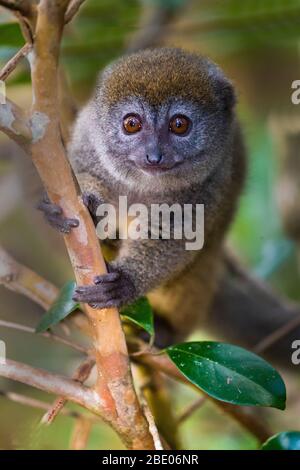 Porträt des östlichen kleinen Bambus Lemur (Hapalemur griseus) auch bekannt als der graue Bambus Lemur, Madagaskar Stockfoto