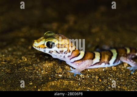 Porträt von Eidechse auf Sand, Madagaskar. Stockfoto