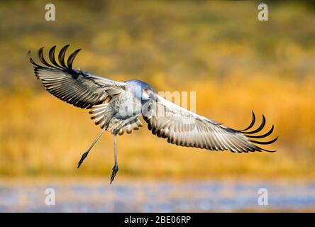 Porträt von Sandhill Kran mit ausgebreiteten Flügeln, New Mexico, USA Stockfoto