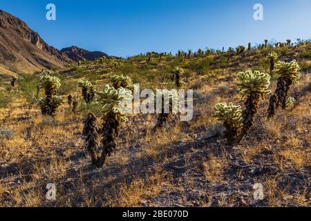 Teddybär Cholla, Cylindroputia begelovii, (wahrscheinlich) am Fuße der Black Mountains entlang der historischen Route 66 in der Nähe von Oatman, Arizona, USA Stockfoto