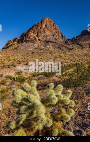 Teddybär Cholla, Cylindroputia begelovii, (wahrscheinlich) am Fuße der Black Mountains entlang der historischen Route 66 in der Nähe von Oatman, Arizona, USA Stockfoto