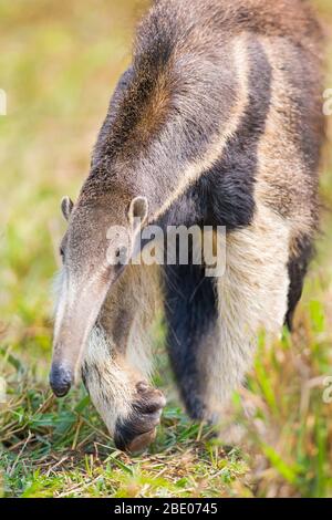 Porträt des Wanderriesen, Porto Jofre, Mato Grosso, Cuiaba River, nahe der Mündung der drei Brüder im nördlichen Pantanal, Brasilien Stockfoto