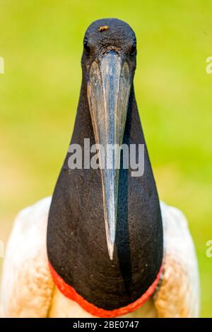 Nahaufnahme des Jabiru Stork, Porto Jofre, Mato Grosso, Cuiaba River, nahe der Mündung der drei Brüder im nördlichen Pantanal, Brasilien Stockfoto