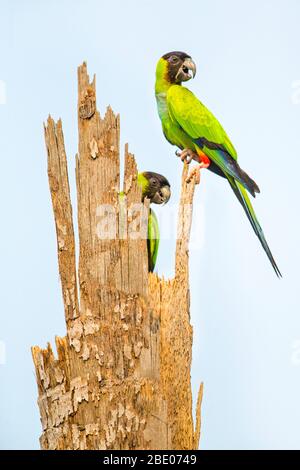 Nahaufnahme von zwei Schwarzküchensittich oder Nanday Conure auf toter Baum, Porto Jofre, Mato Grosso, Cuiaba River, in der Nähe der Mündung der drei Brüder im nördlichen Pantanal, Brasilien Stockfoto