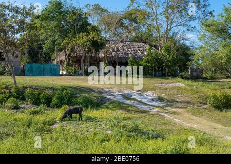 Dieses guatemaltekische Dorf ist sehr ruhig und nur wenige Touristen kommen dorthin, obwohl es sehr nahe an Tikal liegt. Stockfoto