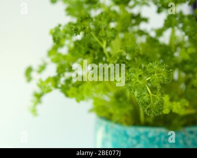 Nahaufnahme einer lockigen Petersilienpflanze in einem schönen türkisfarbenen Topf auf weißem Hintergrund isoliert. Stockfoto